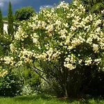 Perla Funtana